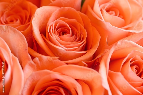 Vibrant orange roses in full bloom creating a warm and elegant floral arrangement