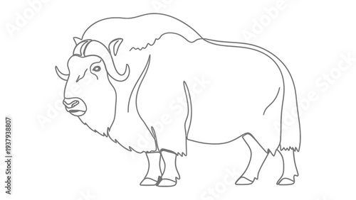 Muskox Outline: A detailed line drawing of a majestic muskox, showcasing its impressive size and unique features.