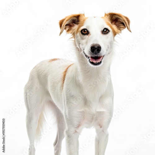 White dog with brown spots stands confidently with perked up ears and a cheerful expression on its face, showcasing its friendly and alert demeanor in a studio setting.