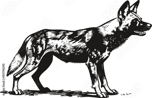 Detailed black and white illustration of a standing german shepherd dog profile