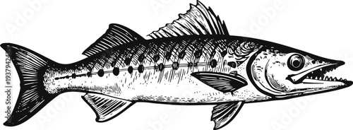 Detailed black and white illustration of a barracuda fish with sharp teeth and elongated body