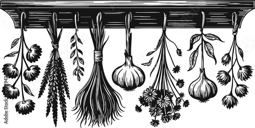 Herbs and garlic hanging to dry hand drawn vintage botanical illustration with fresh aromatic plants for cooking and natural remedies