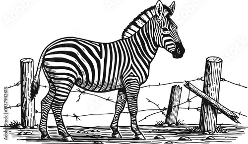 black and white zebra standing near a wooden fence with barbed wire in rural landscape