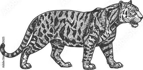 hand drawn tiger illustration wild big cat with detailed fur pattern and fierce expression