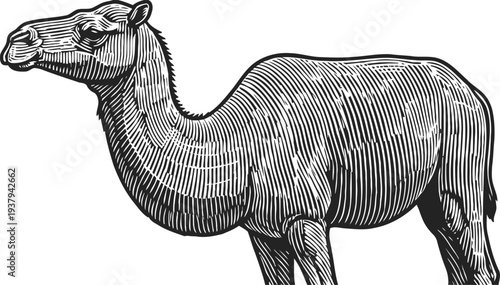 vintage camel engraving illustration side view of dromedary with detailed line art texture