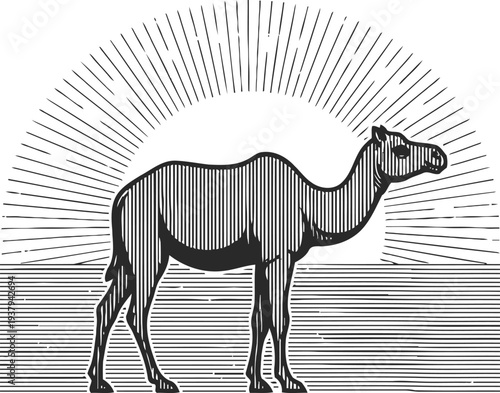 silhouette of a camel with sunburst background in vintage black and white