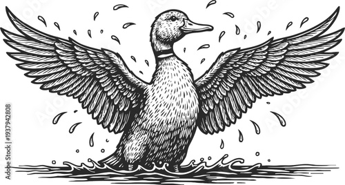Detailed black and white illustration of a duck spreading wings, water splashes, wildlife, nature art