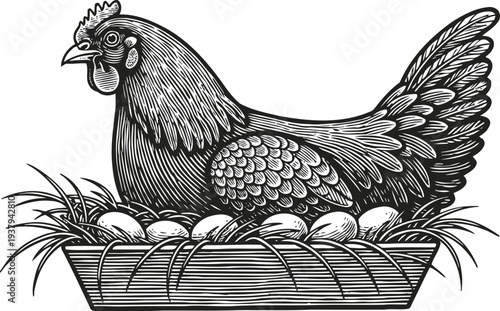 Hen sitting on nest with eggs vintage farm bird illustration in black and white