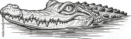 Detailed black and white alligator head illustration with textured scales and sharp teeth in water