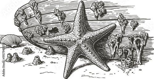 Detailed marine life illustration with starfish, seashells, coral, and barnacles on ocean floor