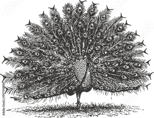 Intricate black and white peacock illustration with detailed feathers and elegant pose