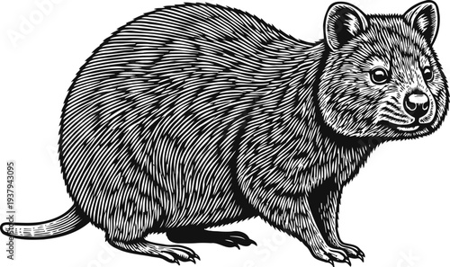 wombat illustration detailed black and white engraving artwork of a small marsupial with thick fur and rounded ears