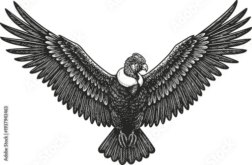Majestic vulture with outstretched wings soaring in flight, detailed monochrome illustration