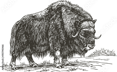 Detailed musk ox engraving wild arctic animal with long fur, heavy build standing on grass vintage wilderness wildlife illustration