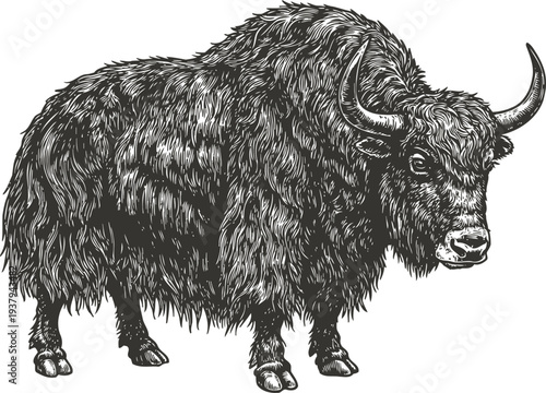 Detailed bison illustration with thick fur and curved horns standing sideways