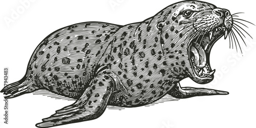Vintage engraving of a roaring spotted seal with open mouth and sharp teeth detailed animal illustration