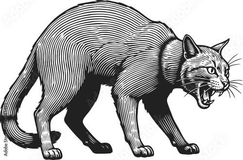 Angry cat arched back with open mouth, aggressive feline ready to attack or defend