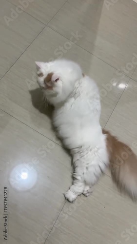 Adorable white cat with brown tail and spots on shiny floor