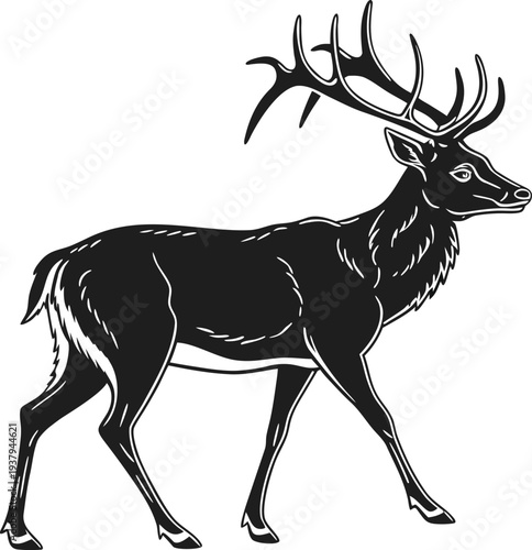 A striking black and white illustration of a majestic stag