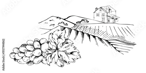 Rural landscape with agricultural fields and distant stone house villa, Mediterranean feel, grape bunch closeup. Isolated hand drawn ink vector illustration. Nature retreat promotion, scenic branding.