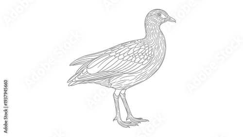 Elegant Avian Sketch: A refined line drawing portrays the grace and form of a unique bird, accentuating its elegant lines and intricate details with a focus on simplicity.
