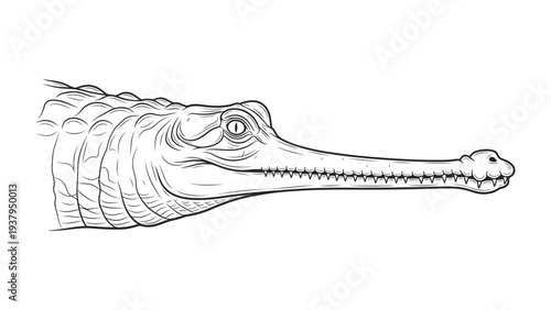 Gharial Illustration: A detailed pen and ink illustration showcases the unique features of a gharial, highlighting its long, slender snout and textured skin.