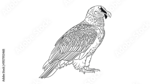 Bearded Vulture Illustration: A detailed line drawing of a majestic bearded vulture, its powerful form and distinctive features.