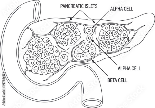 Pancreatic Islets of Langerhans with Alpha and Beta Cell Structure Diagram – Endocrinology Medical Line Art Vector Illustration	
