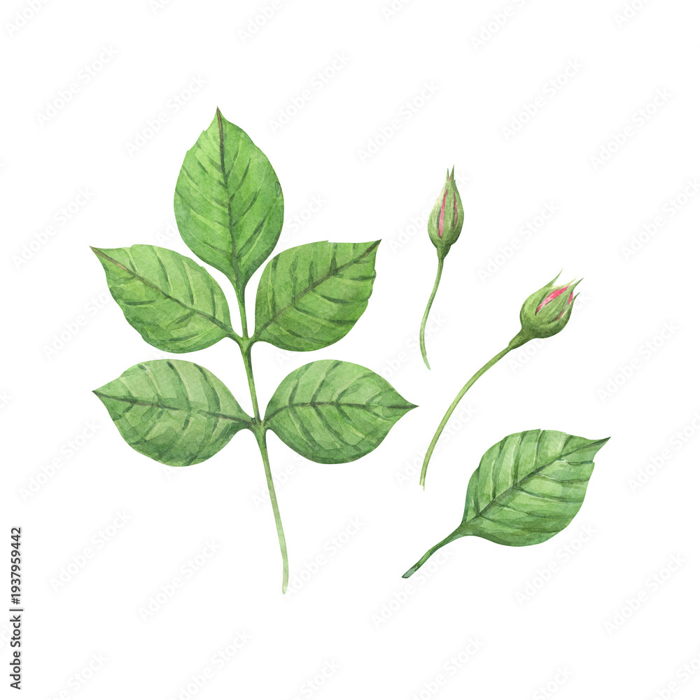 Fototapeta premium A watercolor illustration of rose leaves and buds. A hand-drawn design element. This rose illustration celebrates romance, love, and Valentine's Day. Perfect for greeting cards, prints, and other desi