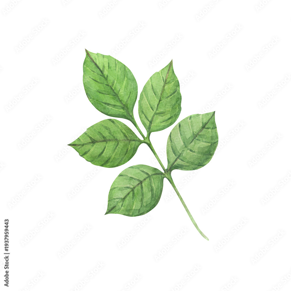 Fototapeta premium Watercolor illustration of rose leaves. A hand-drawn design element. This rose illustration celebrates romance, love, and Valentine's Day. Perfect for greeting cards, prints, and other design projects