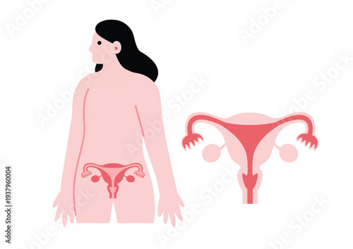 シンプルでフラットな子宮の医療イラスト