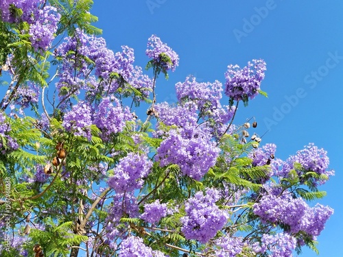 Wallpaper Mural Jacaranda tree blooming with purple flowers under blue sky Torontodigital.ca