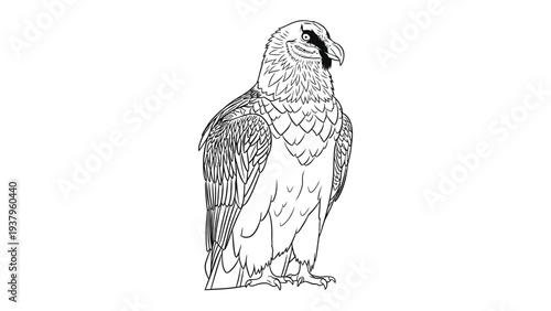 Majestic Bearded Vulture Sketch: A detailed, artistic sketch showcases a powerful bearded vulture, its piercing gaze and strong form.
