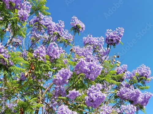 Wallpaper Mural Jacaranda tree blooming purple flowers against blue sky Torontodigital.ca