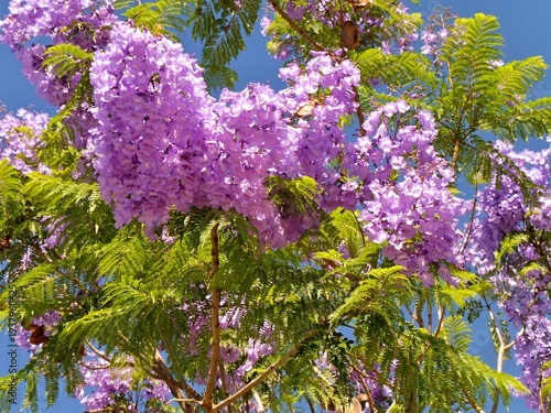 Wallpaper Mural Jacaranda tree blooming with purple flowers under blue sky Torontodigital.ca
