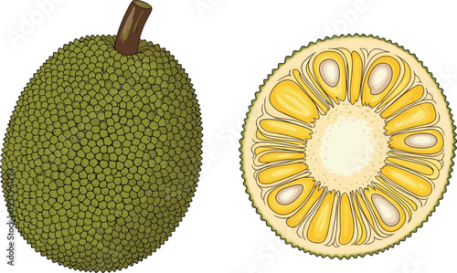 Whole jackfruit and sliced jackfruit cross section with seeds, detailed tropical fruit illustration isolated healthy organic food vector