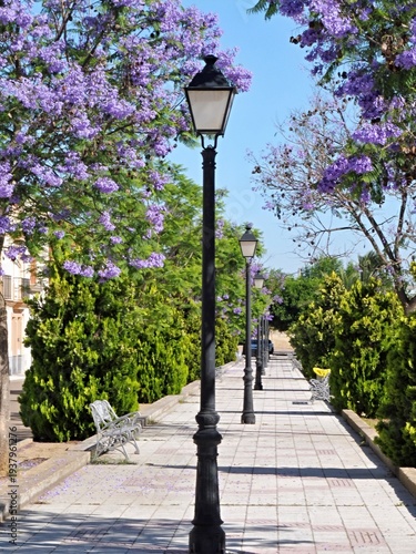 Wallpaper Mural Jacaranda trees blooming in a serene park walking path Torontodigital.ca