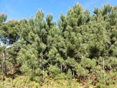 Wallpaper Mural Pine tree forest with green needles and clear sky Torontodigital.ca