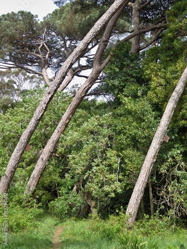 Wallpaper Mural Forest path winding through leaning pine trees Torontodigital.ca