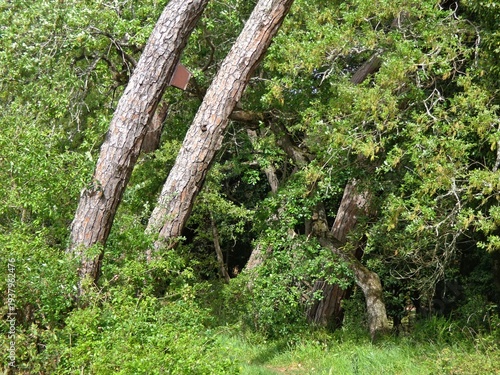 Wallpaper Mural Forest trees showing green foliage and natural wilderness environment Torontodigital.ca