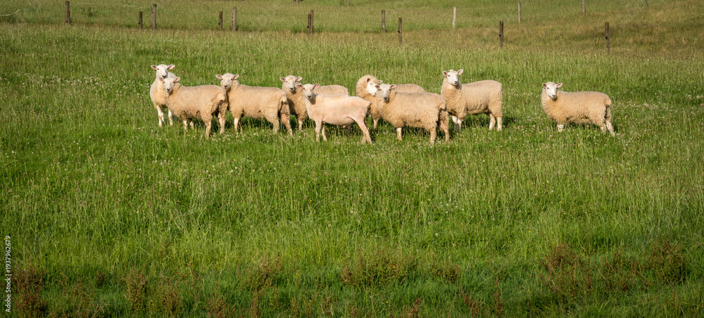 Fototapeta premium rural scene sheep and lambs in green grassy pasture