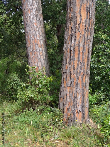 Wallpaper Mural Pine tree trunks growing in green forest Torontodigital.ca