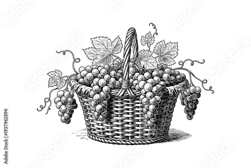 Hand drawn woven basket filled with grapes and vines