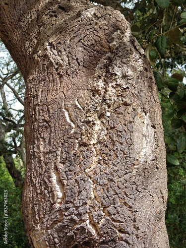 Wallpaper Mural Cork oak tree bark texture detail in a forest Torontodigital.ca