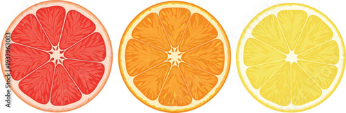Citrus fruit slices collection with grapefruit, orange and lemon cross sections, fresh juicy fruit vector illustration set