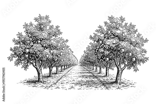 Orchard sketch: linear black and white apple grove pattern