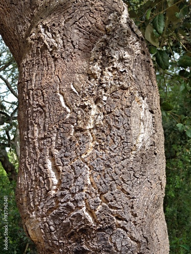 Wallpaper Mural Close up of rough cork oak bark texture Torontodigital.ca