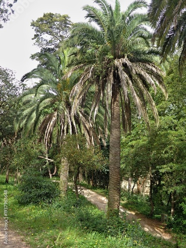 Wallpaper Mural Palm trees lining a winding park trail Torontodigital.ca