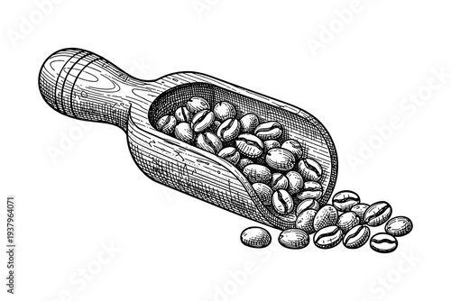 Vintage style wooden scoop with coffee beans in engraved detail
