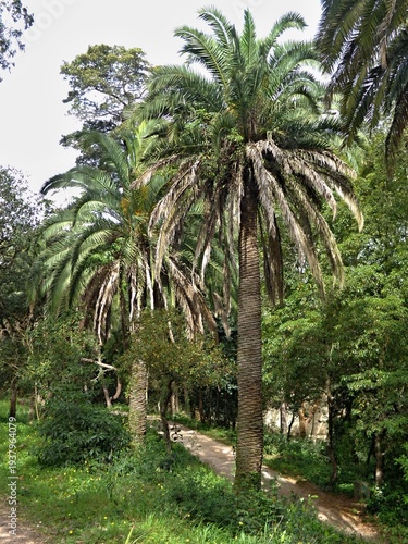 Wallpaper Mural Palm trees lining a winding path in a tropical forest Torontodigital.ca